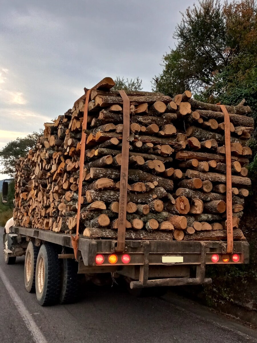 La madera que transportaba presuntamente de manera ilegal es encino.
