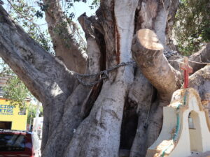Fisura en el tronco principal del árbol. Foto: Sofía Medeles.