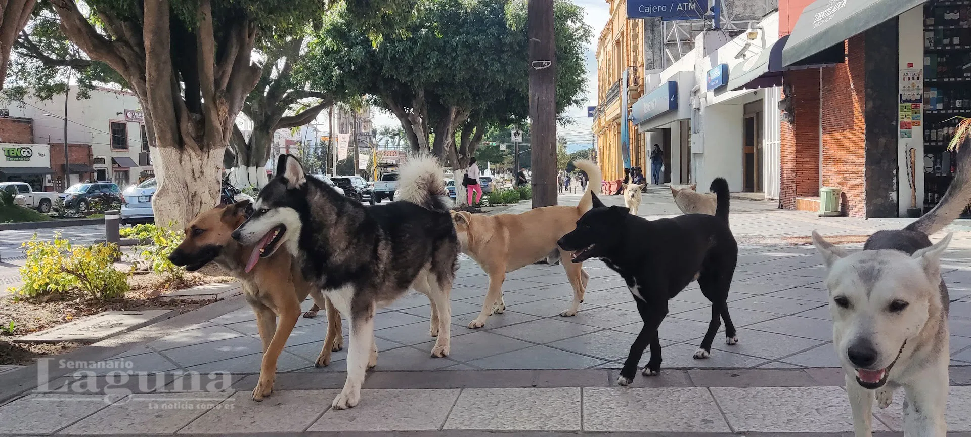 Los perros son la segunda especie más afectada por el gusano barrenador. En la imagen, caninos en la cabecera municipal de Chapala. Foto: Semanario Laguna.