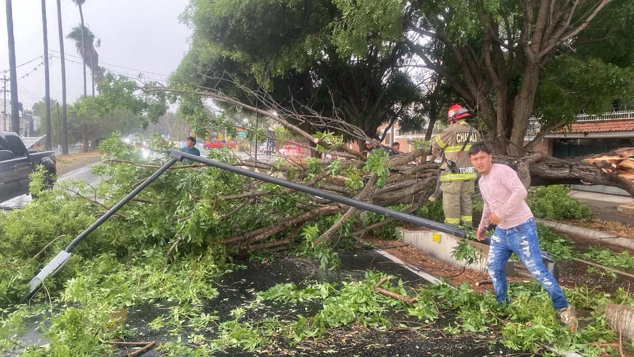 Un árbol caído sobre la carretera Chapala-Jocotepec, a la altura de Rancho del Oro, bloqueó un carril y derribó una luminaria tras la tormenta del miércoles. No se reportaron lesionados en el sitio. Foto: Cortesía.