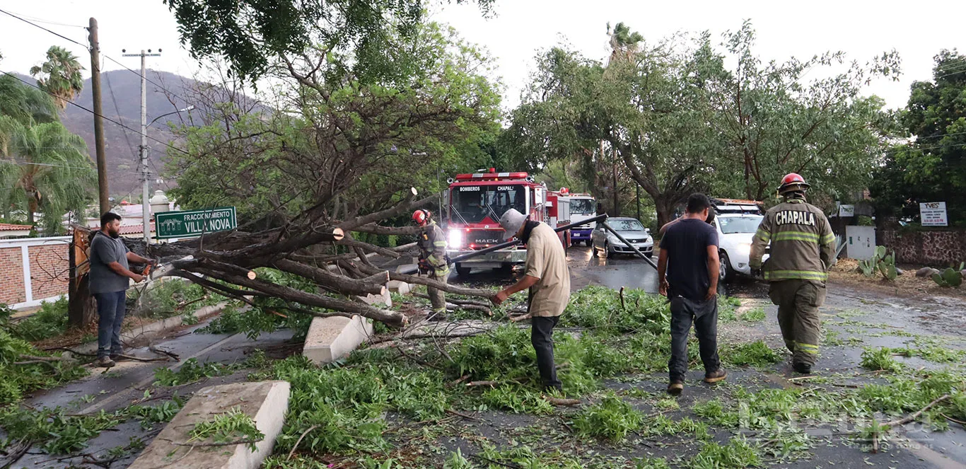 Bomberos de Chapala y ciudadanos voluntarios trabajaron en conjunto para retirar uno de los árboles caídos que obstruía un carril de la carretera Chapala-Jocotepec, tras el intenso ventarrón registrado ayer. Foto: D. Arturo Ortega.