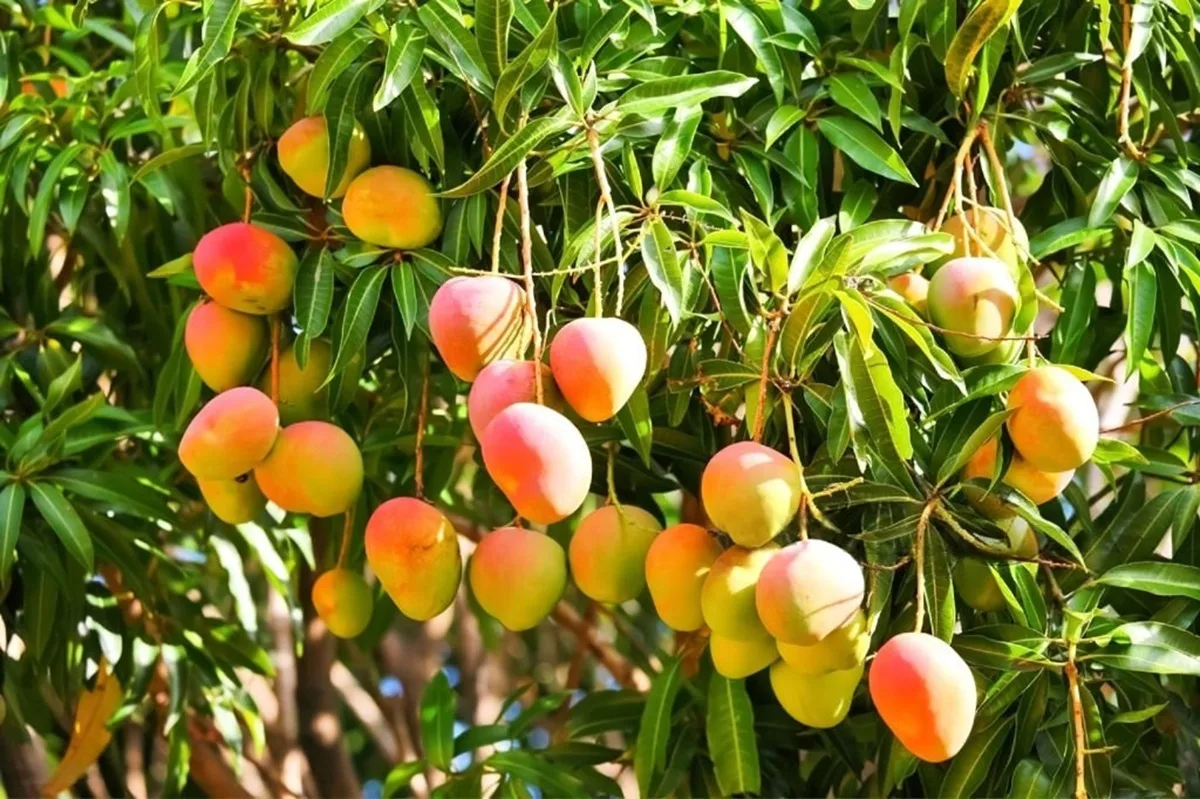 Árbol de mango con diversos frutos listos para cortar y consumirse. Foto:  Pexels.