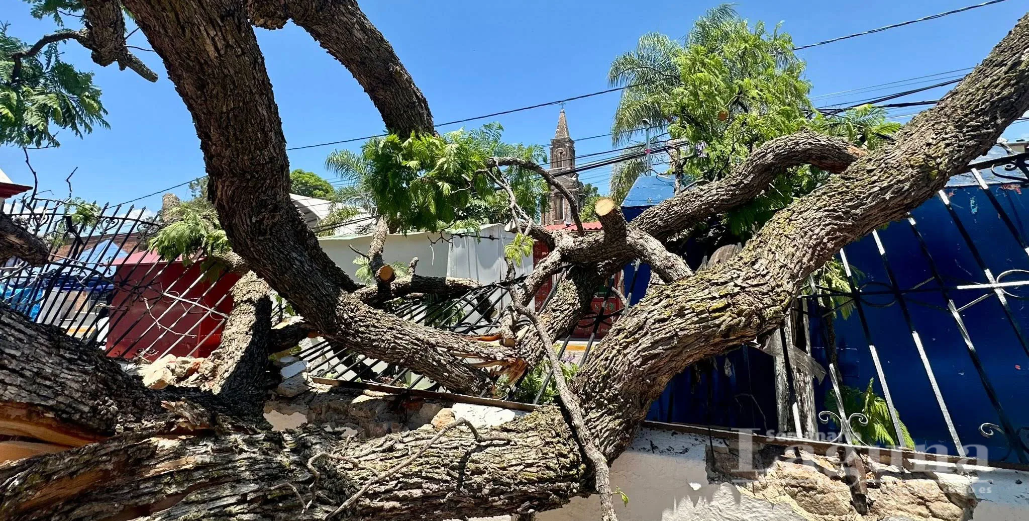 Una rama de jacaranda colapsó sobre la barda del atrio debido a las lluvias; el incidente no causó daños de consideración. Foto: D. Arturo Ortega.