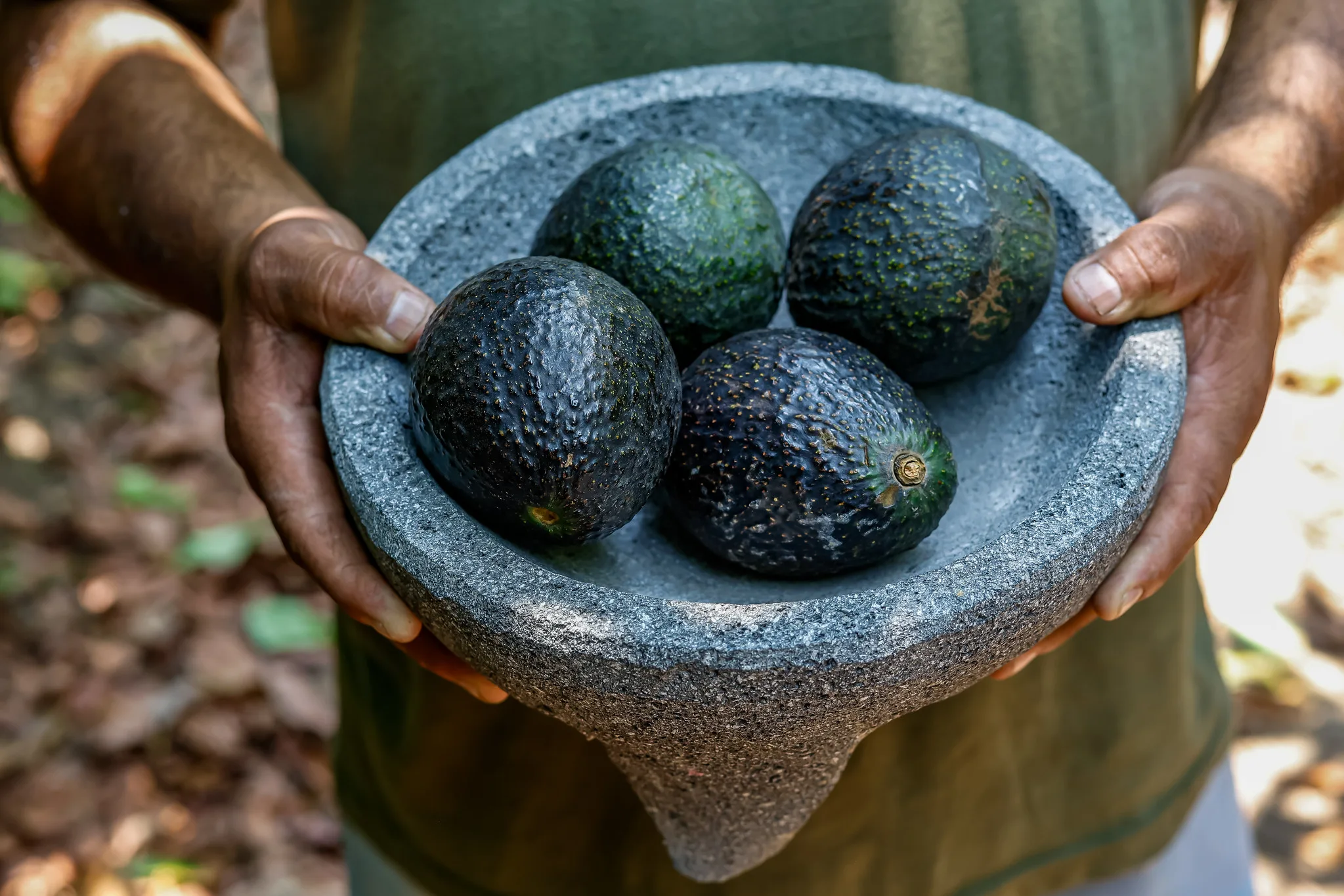 El aguacate será el ingrediente protagonista para la elaboración del guacamole en este intento de récord Guinness. Foto: Cortesía.