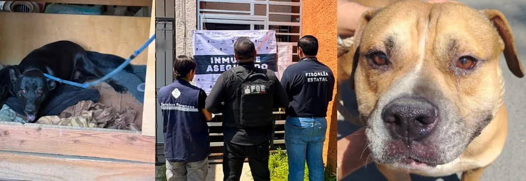 Perros rescatados en el operativo de autoridades. Foto: Fiscalía de Jalisco.