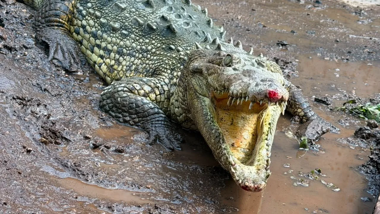 Cocodrilo que fue capturado en el municipio de Magdalena. Foto: Cortesía.