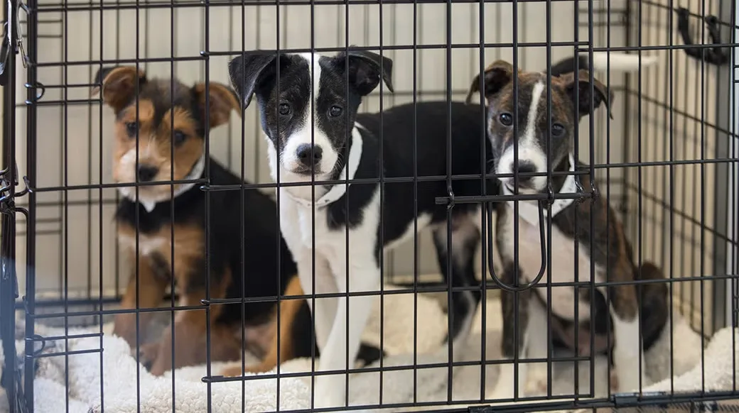 En el inmueble se encontraron ocho perros de distintas tallas y 12 gatos. Foto: ASPCA.