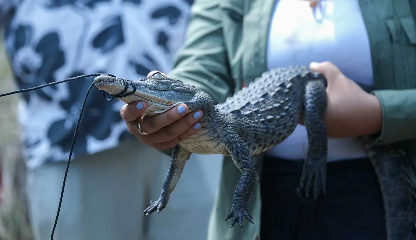 Una cria de del cocodrilo de río, el cual forma  parte del patrimonio natural de Puerto Vallarta. Foto: Cortesía.