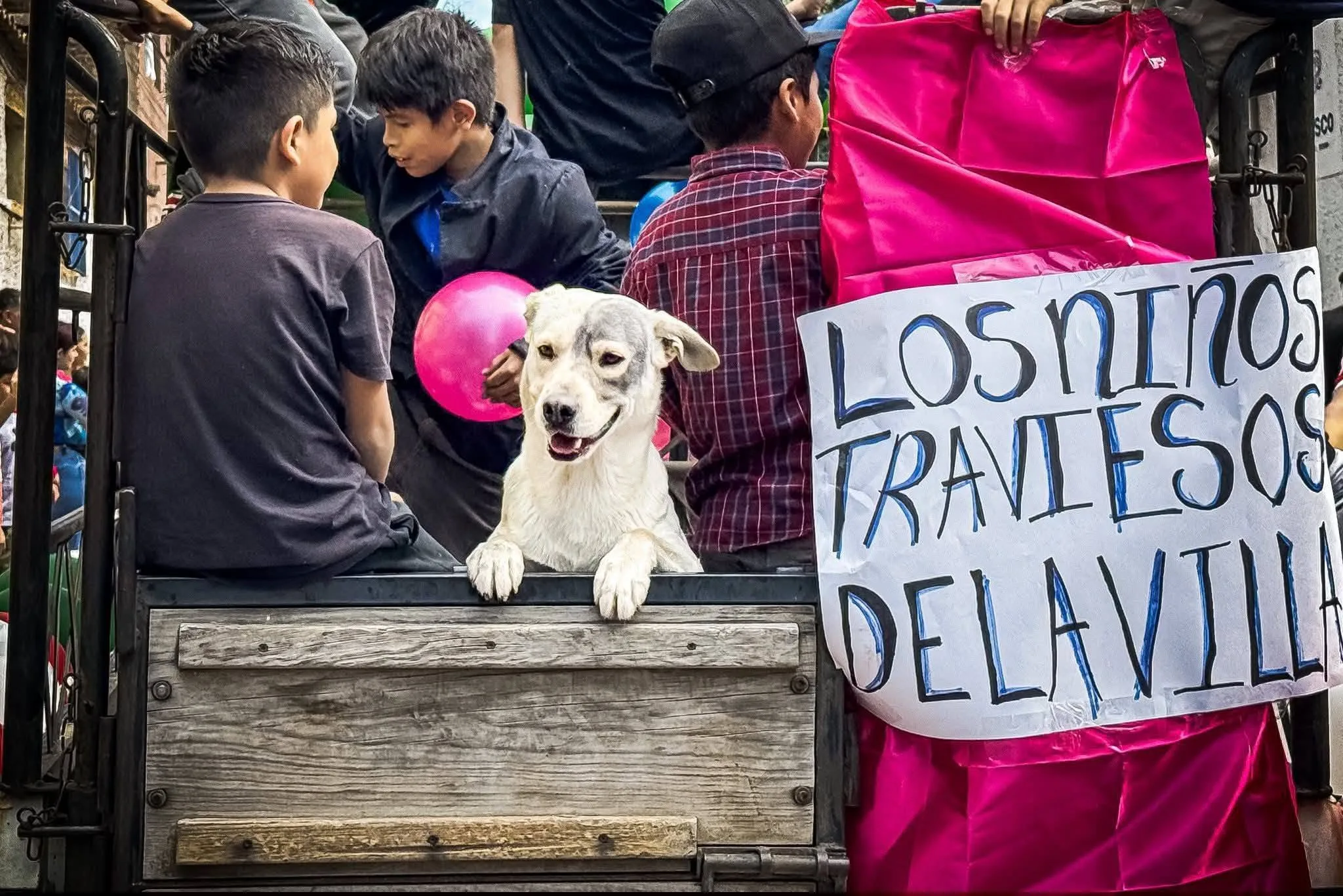 El perro blanco que sobrevivió al envenenamiento durante su participación en el desfile de Año Nuevo. Foto: Cortesía.