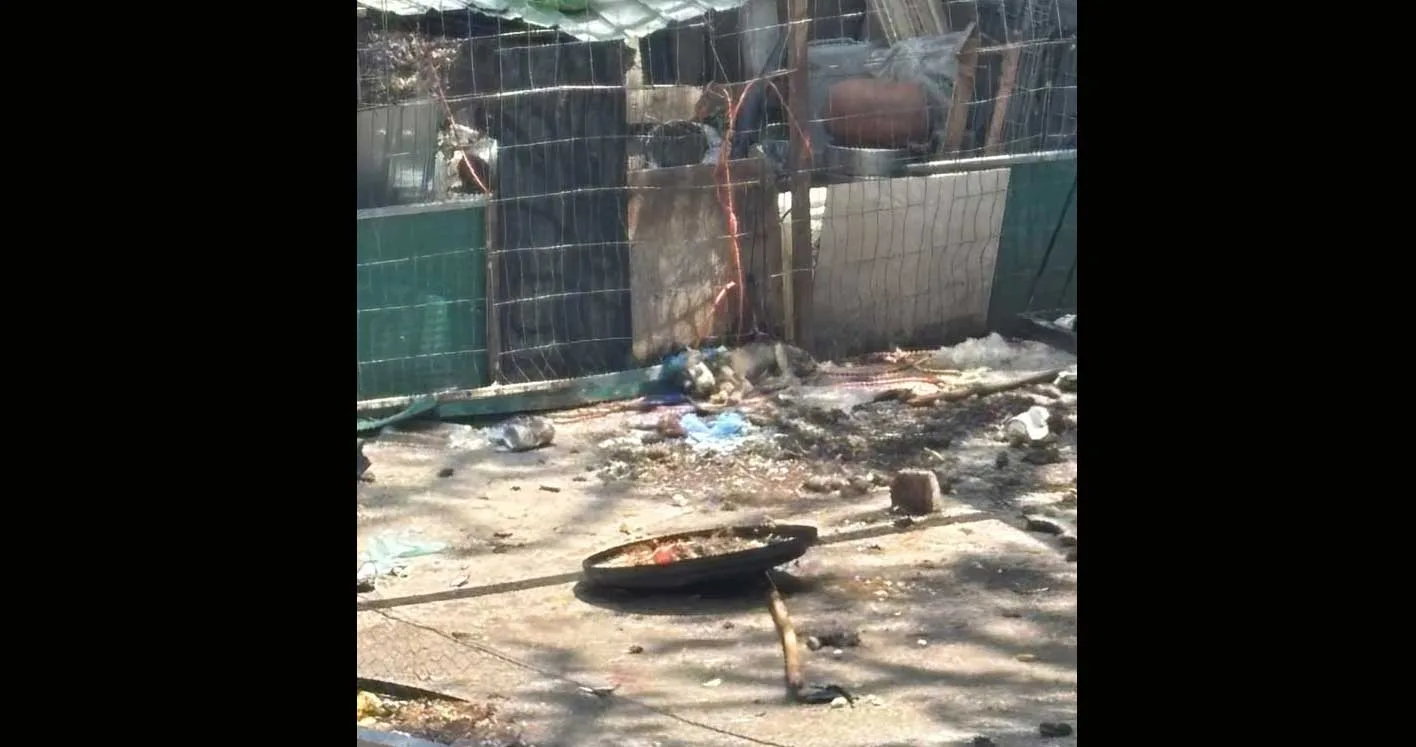 Azotea del domicilio señalado por vecinos por posibles condiciones de maltrato animal, donde se observan varios perros. Foto: Cortesía.
