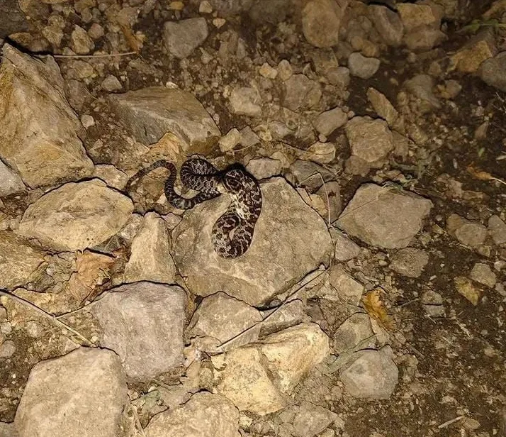 Serpiente de cascabel encontrada en cerros de Ajijic. Foto: Cortesía.