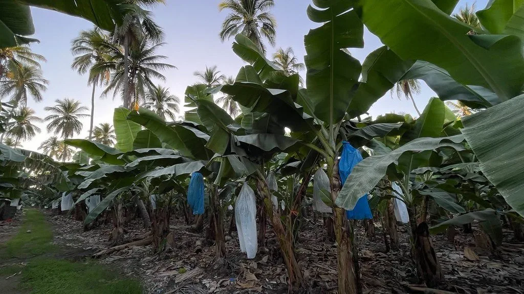 Plátanos en la zona de Cihuatlán, en la Región Costa Sur de Jalisco.